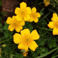 Trollius farreri farreri